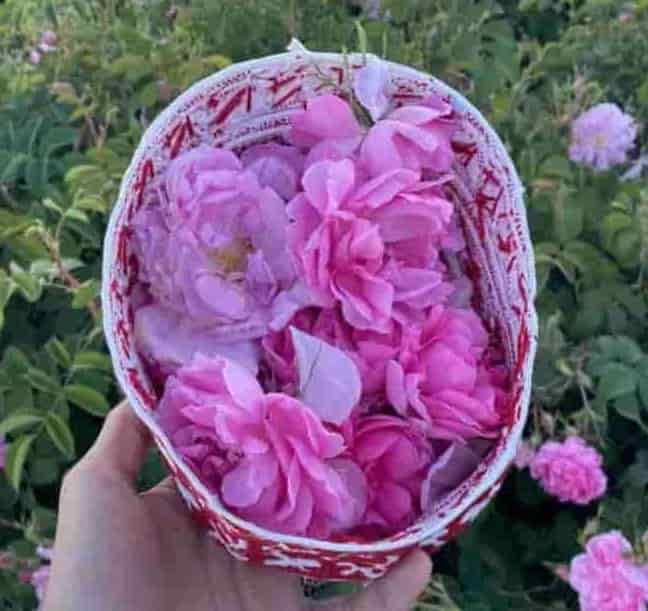 تصویر 1 از گلاب کاشان با عطر ماندگار